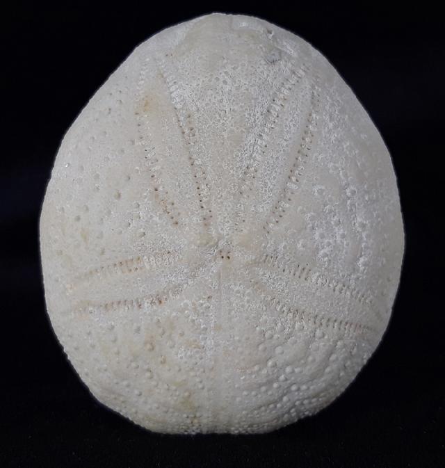 Eupatagus (Oymnopatagus) antillarum (COTTEAU 1875) - Bild &copy; FossNet FossilienStore